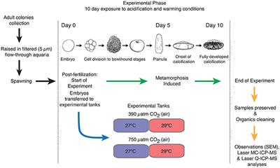 Primary Life Stage Boron Isotope and Trace Elements Incorporation in Aposymbiotic Acropora millepora Coral under Ocean Acidification and Warming